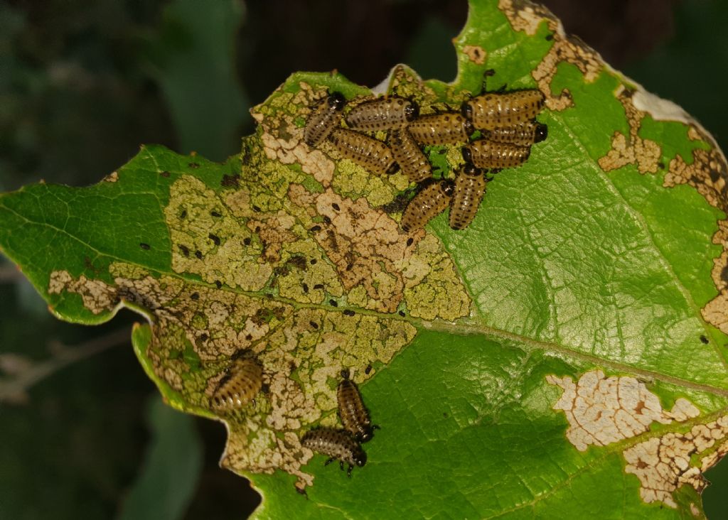 Strano comportamento di un Chrysomelidae. 